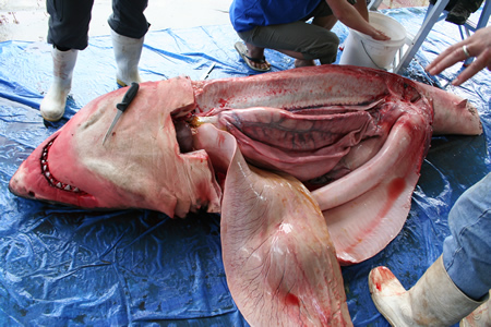 great white shark internal anatomy